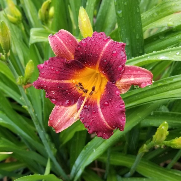 Meet your Posher, Annette - Picture 1 of 1